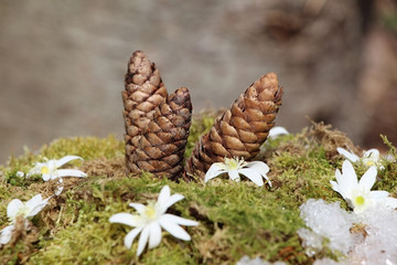 Cones.