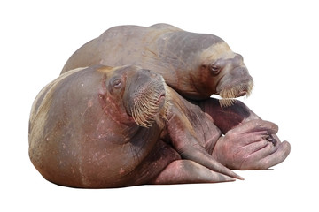 Walrus.