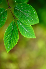 green leaves background