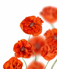 Naklejka premium red poppy flowers isolated on white