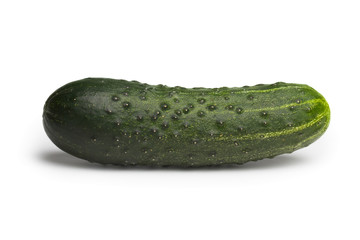 Cucumber