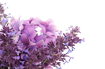 Hortensie mit Katzenminze