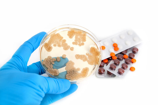 fungi on agar plate and pills