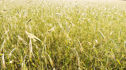 barley field background