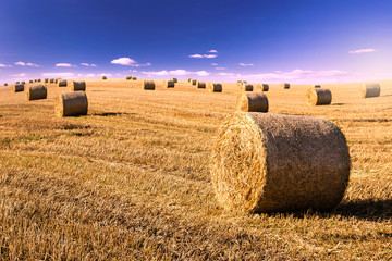 straw bales on field in evening