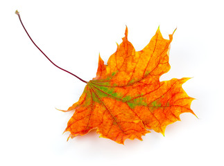 autumn maple leaf isolated on white background