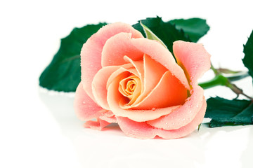 Beautiful orange rose on white