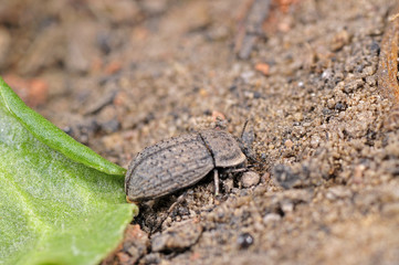 A kind of insect to beetles