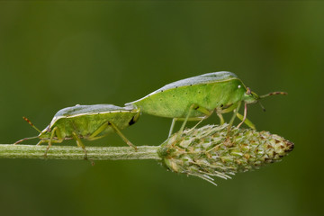 Heteroptera pentatomidae and reproduction