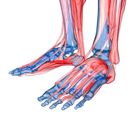 Obraz na płótnie Canvas Anatomy of leg and foot