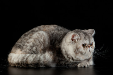 Exotic Persian cat on black background