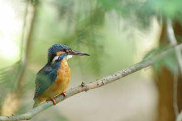 止まり木のカワセミ