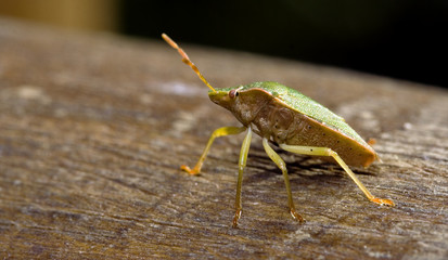 pentatomidae palomena prasina on a wood