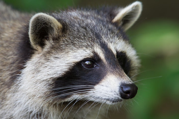 Raccoon close-up