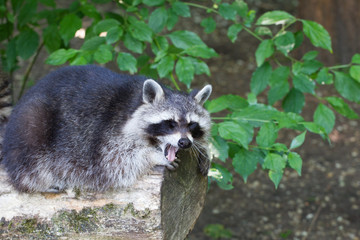 Raccoon yawning on a log