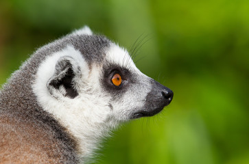 Naklejka na ściany i meble Lemury katta (Lemur catta) zbliżenie