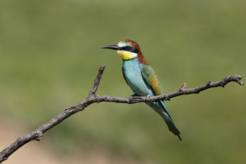 Obraz premium European bee-eater, Merops apiaster