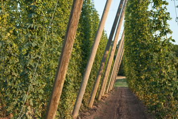 Fototapeta premium hop garden