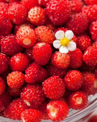 wild strawberries in a glass bowl