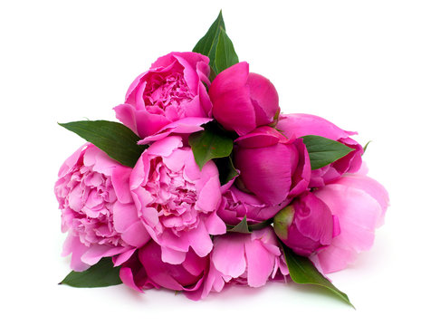 Fototapeta bunch of pink peonies isolated on white background