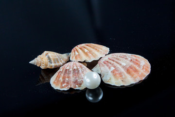 seashells on black background