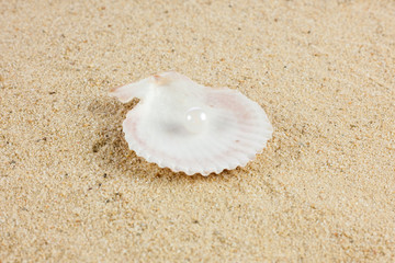 seashells und starfish on sand