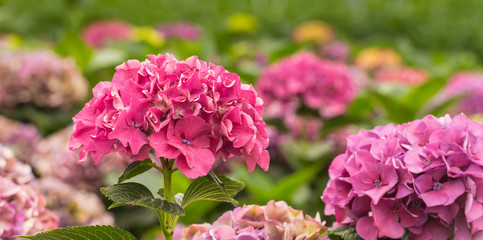 Large pink Hydrangea flowers in a Dutch nursery