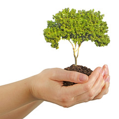 tree in hands