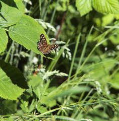 speckled wood butterfly (Pararge aegeria) on leaf