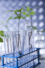 Plants laboratory experimental