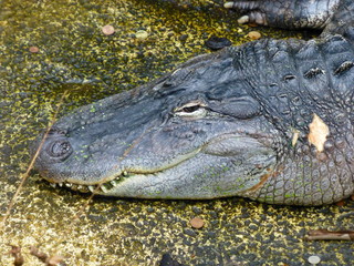 Alligator Portrait