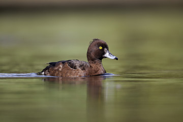 Tufted duck, Aythya fuligula