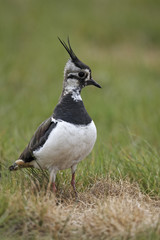 Northern lapwing, Vanellus vanellus