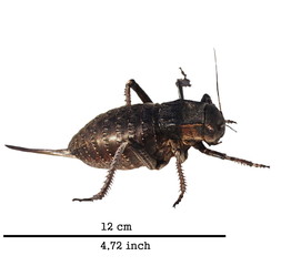 Cricket beetle isolated on white background, Bradyporus dasypus