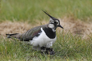 Northern lapwing, Vanellus vanellus