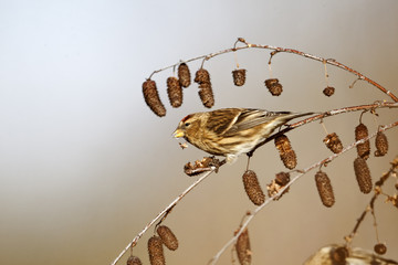 Lesser redpoll, Carduelis cabaret