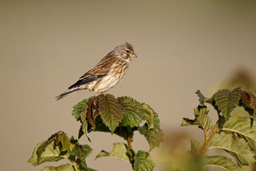 Linnet, Carduelis cannabina