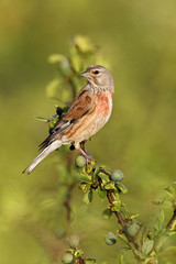 Linnet, Carduelis cannabina