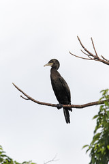 Little-black cormorant, Phalacrocorax sulcirostris