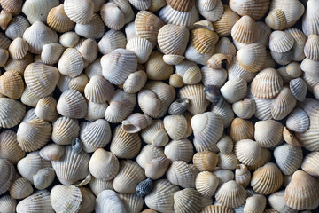 Seashells background