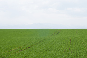 Fototapeta premium 北海道の景色