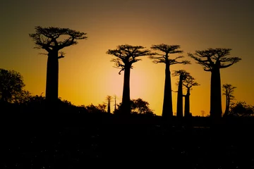 Papier Peint photo autocollant Baobab Coucher de soleil et baobabs