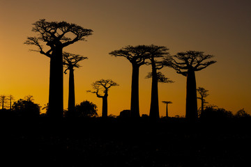 Zonsondergang en baobabs bomen