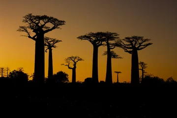 Zelfklevend Fotobehang Baobab Zonsondergang en baobabs bomen
