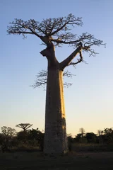 Cercles muraux Baobab baobab