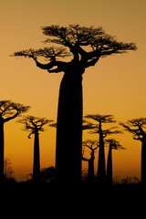 Sunset and baobabs trees