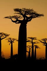 Afwasbaar Fotobehang Baobab Zonsondergang en baobabs bomen