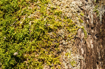 background old dead tree trunk moss spring