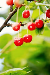 cherries