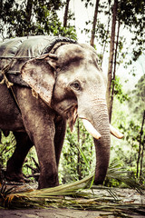 Asian elephant in India.